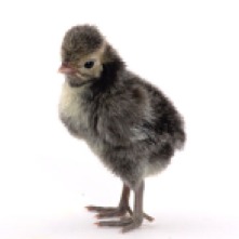 https://www.mypetchicken.com/images/product_images/Popup/chicks_silver_laced_polish__MG_0098.jpg