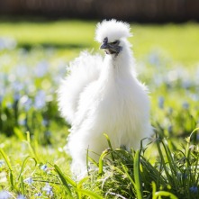 https://www.purelypoultry.com/images/silkie-bantam-chickens.jpg