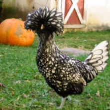 https://www.purelypoultry.com/images/silver-laced-polish-chickens.jpg